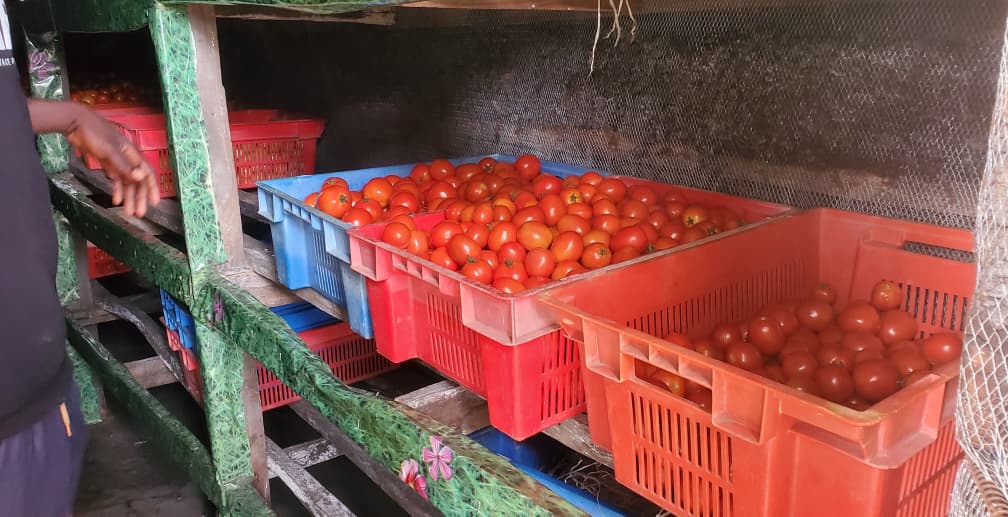 Fresh tomatoes